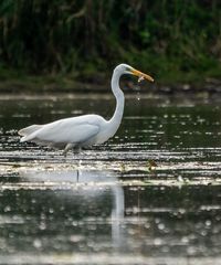 Silberreiher mit Abendfisch