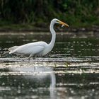 Silberreiher mit Abendfisch