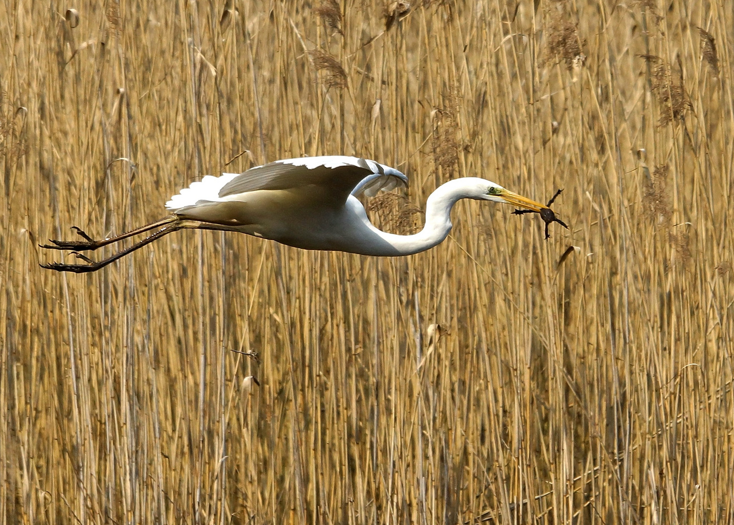 Silberreiher mit Beute