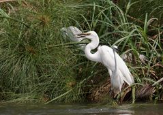 Silberreiher mit Beute