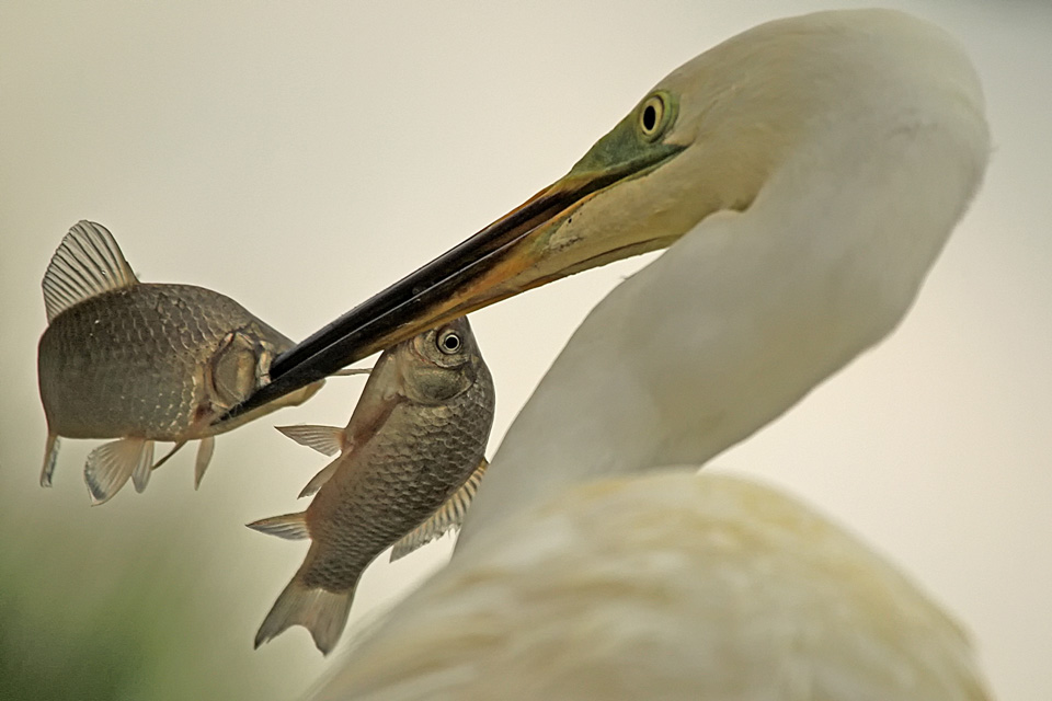 Silberreiher mit doppelter Beute