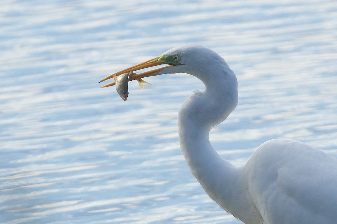 Silberreiher mit Fang