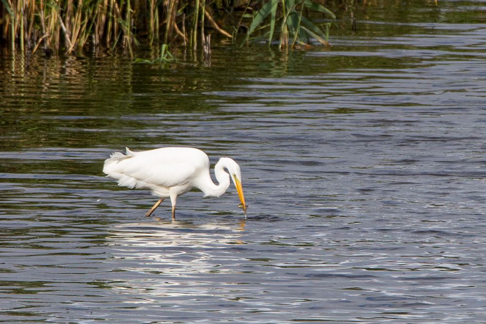 Silberreiher mit fangfrischem Fisch