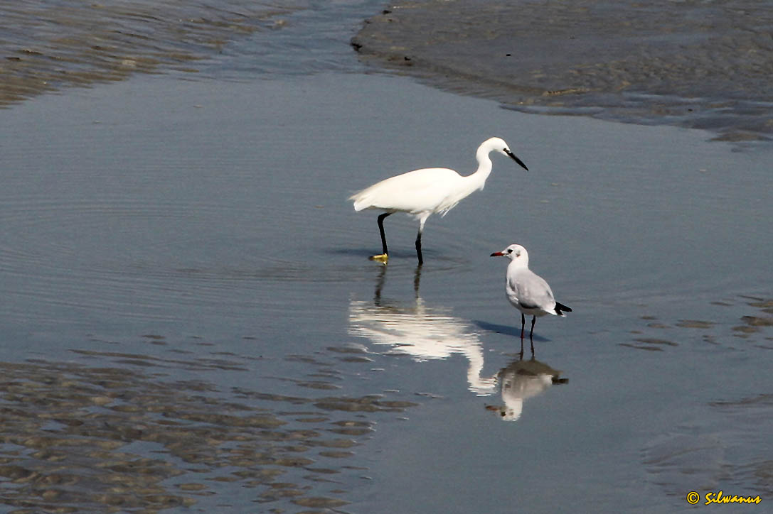 Silberreiher mit Möwe am Ufer des Atlantik.