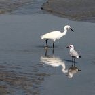 Silberreiher mit Möwe am Ufer des Atlantik.