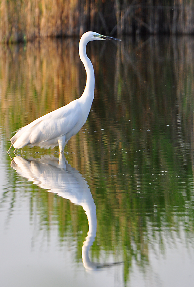 Silberreiher mit Spiegelbild