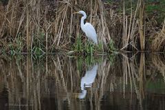 Silberreiher mit Spiegelung