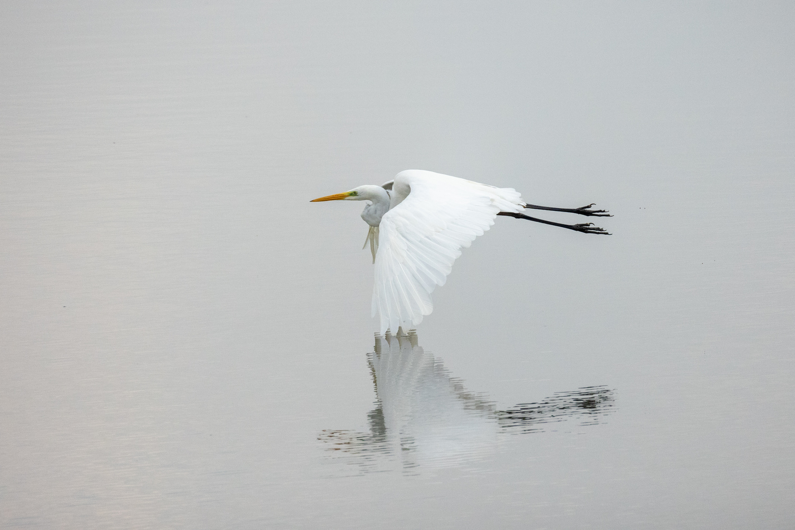 Silberreiher mit Spiegelung