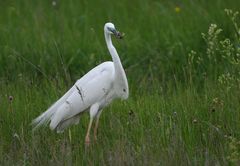 Silberreiher mit Zauneidechse