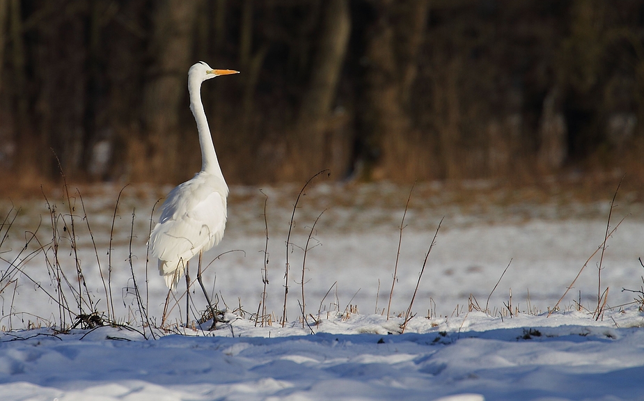 Silberreiher, nach 1 Stunde Frost