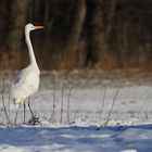 Silberreiher, nach 1 Stunde Frost