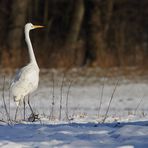 Silberreiher, nach 1 Stunde Frost