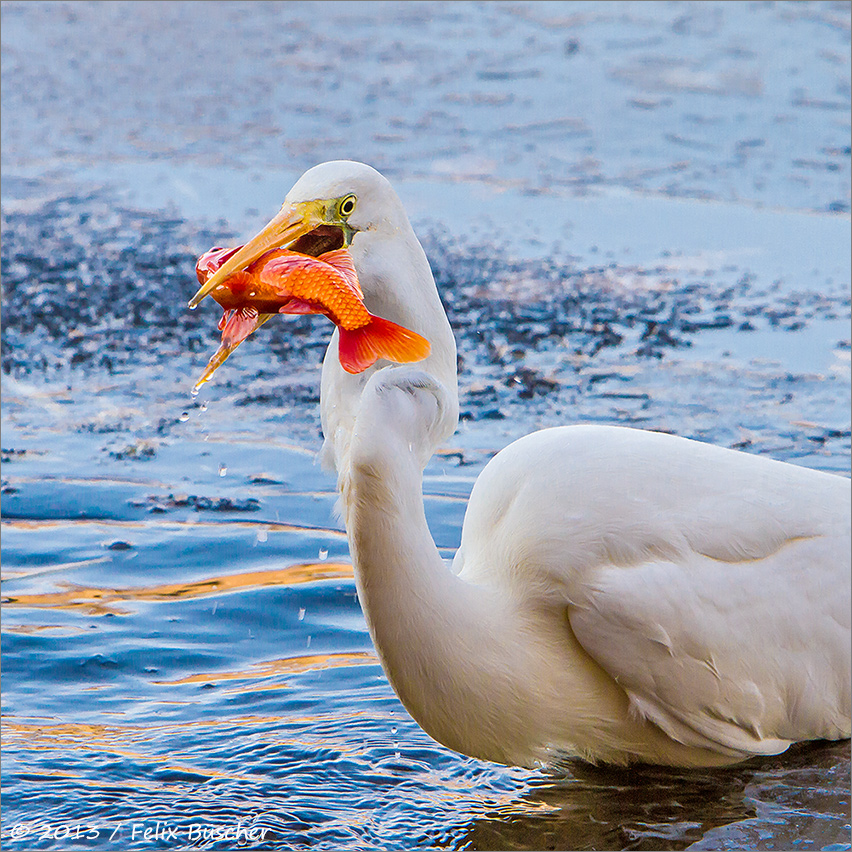 Silberreiher plündert meinen Gartenteich