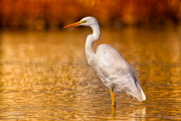Silberreiher - Portrait