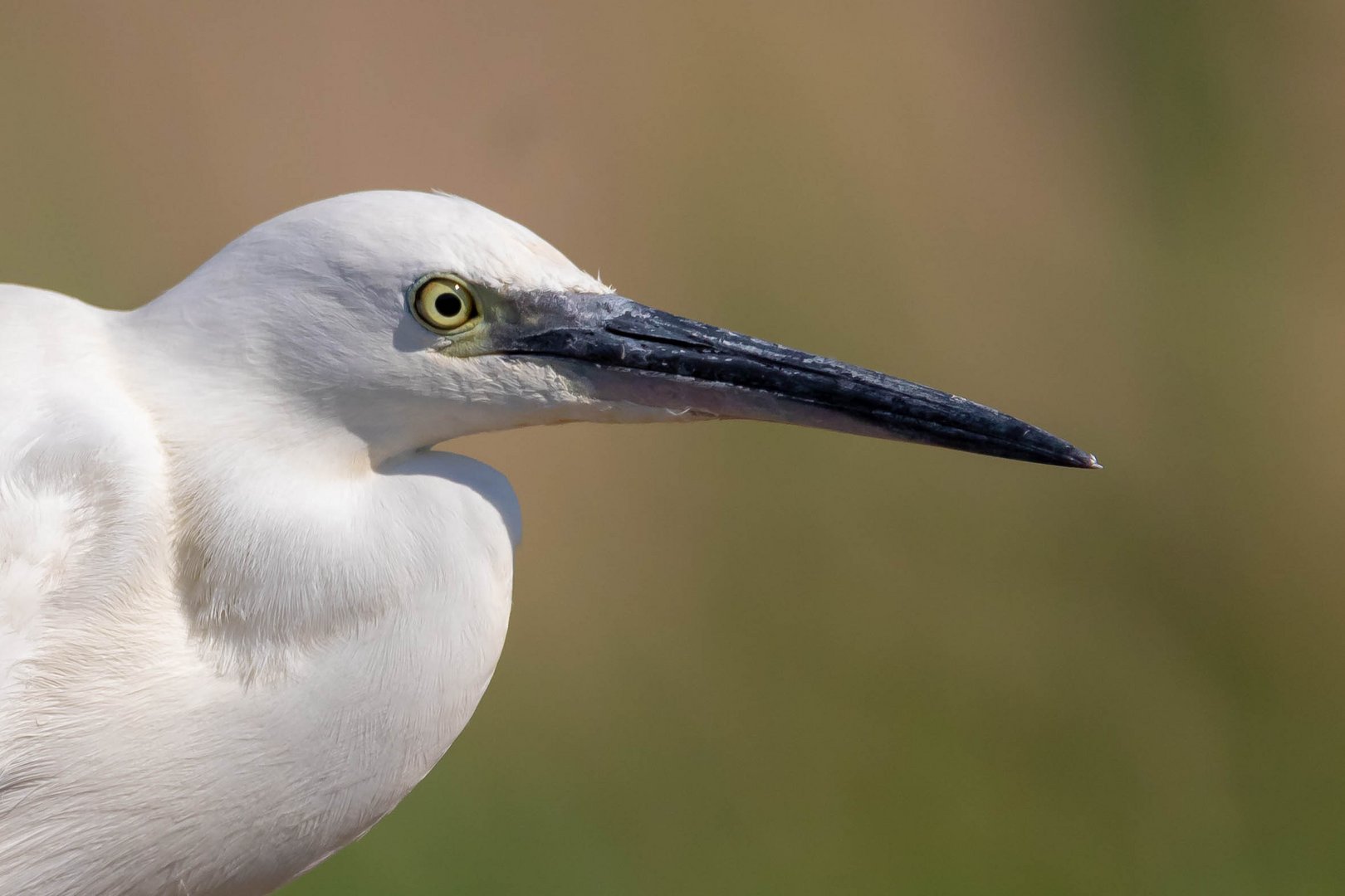 Silberreiher Portrait