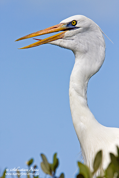 ~ Silberreiher - Portrait ~