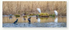 Silberreiher (rumstehend) hinter Kormoran (gelangweilt)