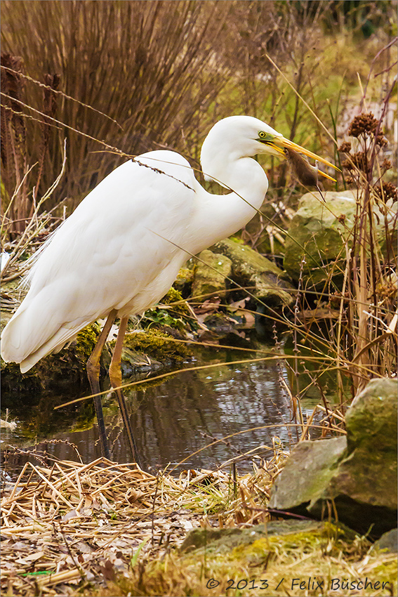 Silberreiher schnappt sich Rötelmaus