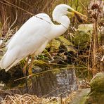 Silberreiher schnappt sich Rötelmaus