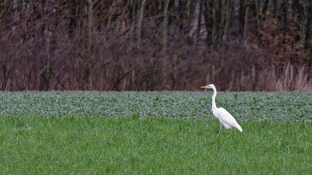 Silberreiher schreitet auf den Feldern und Wiesen am Beverbach herum - in Bergkamen-Rünthe, ...