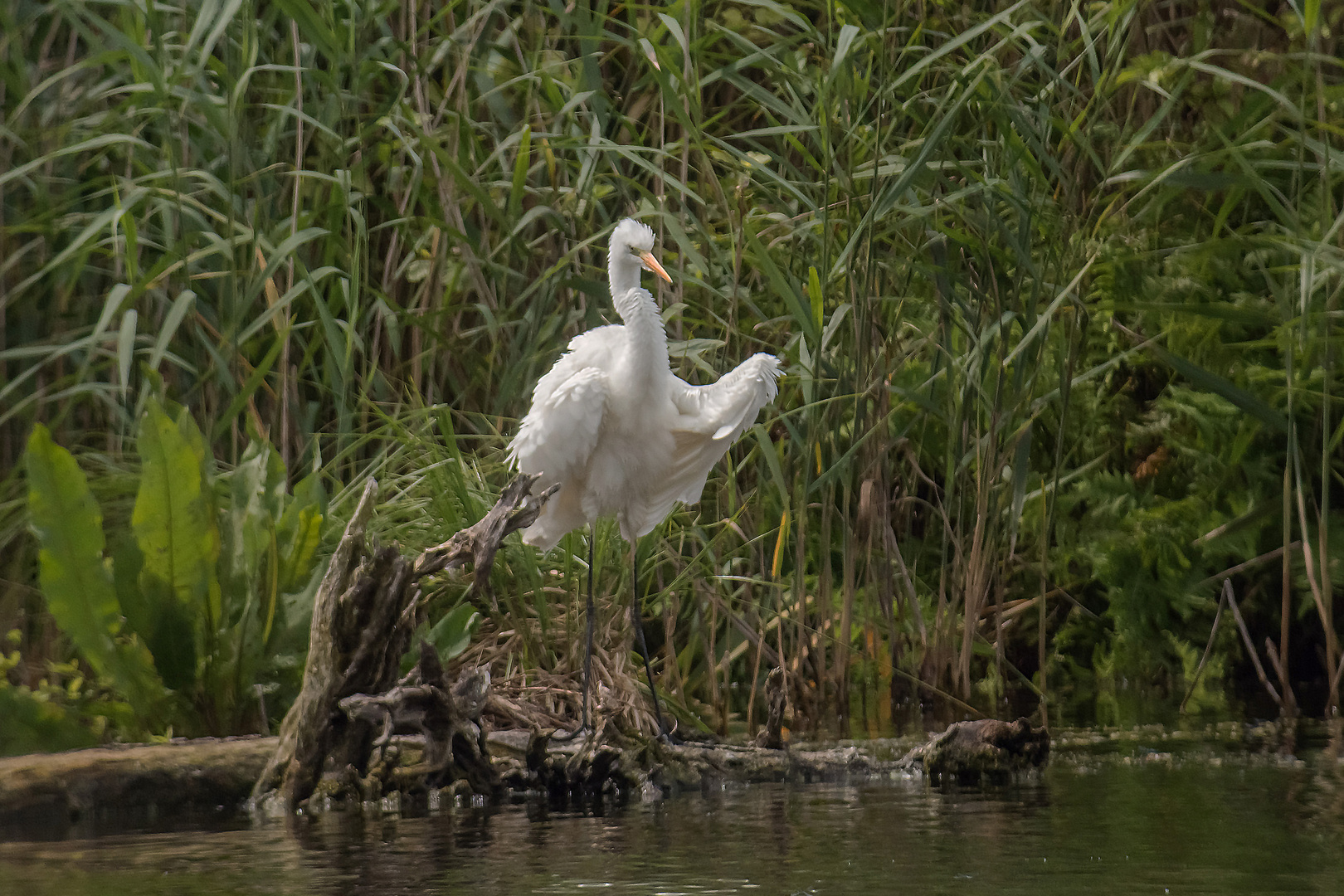 Silberreiher schüttelt sich 