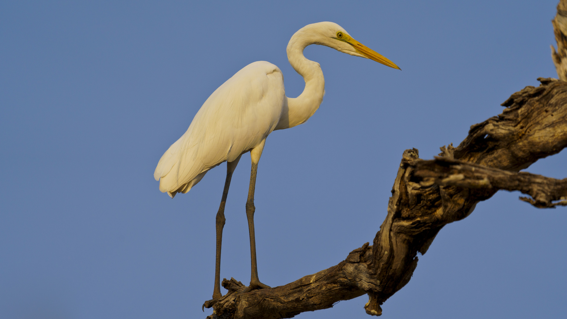 Silberreiher, South Luangwa NP, 13.09.2019