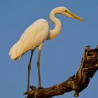 Silberreiher, South Luangwa NP, 13.09.2019