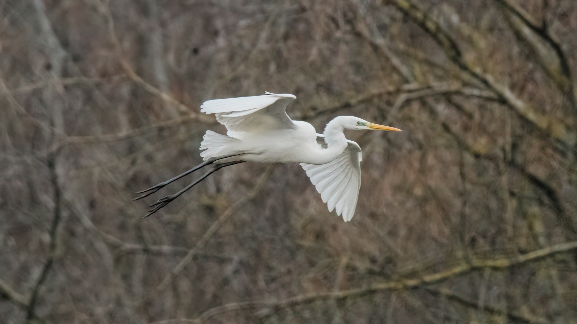 Silberreiher Tongruben Bensheim 13 2020