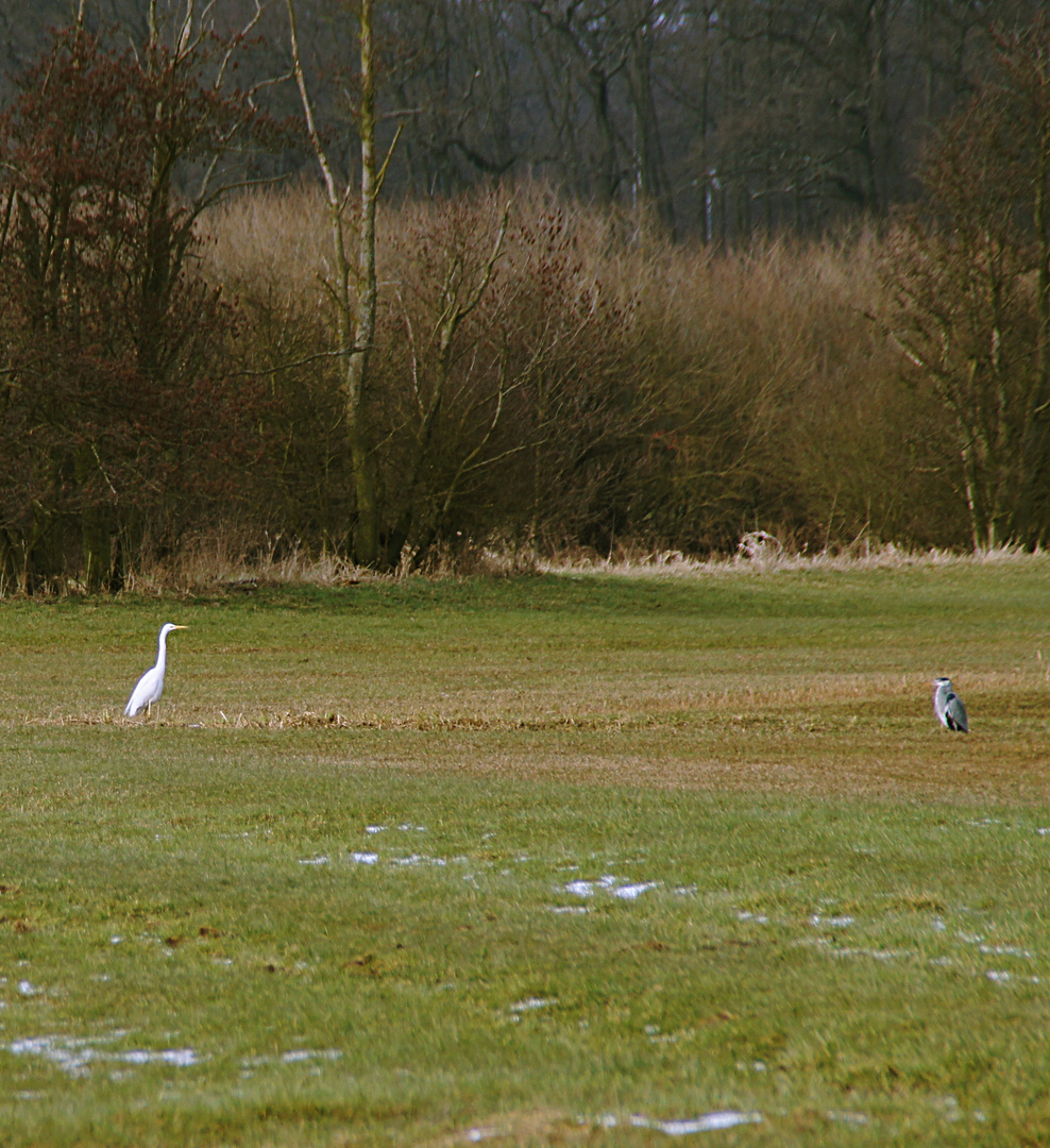 Silberreiher trifft Graureiher