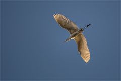 Silberreiher-Überflug