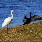 Silberreiher und Kormoran