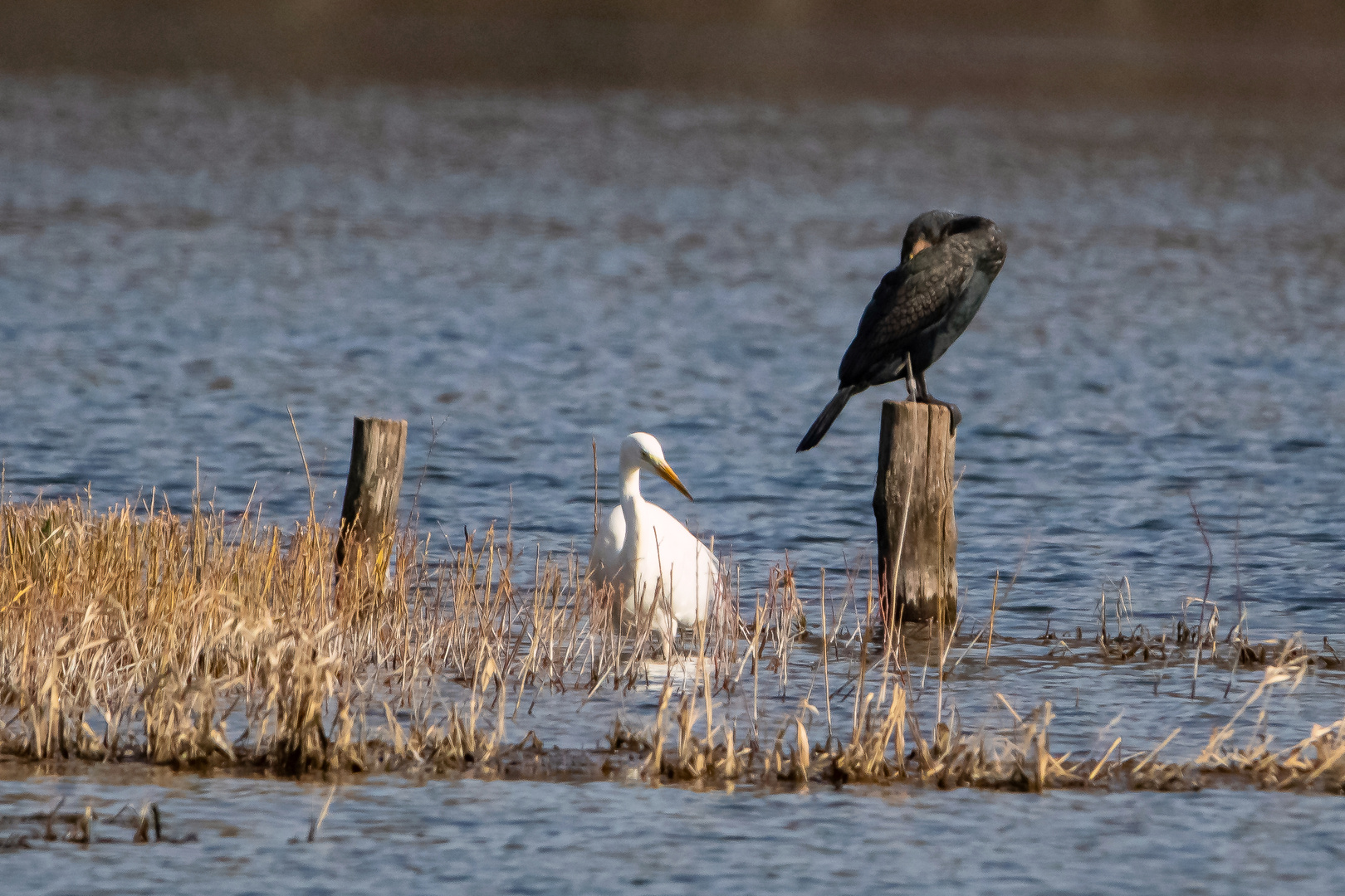 Silberreiher und Kormoran an einem Teich in Sachsen