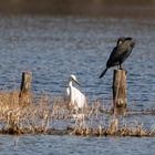 Silberreiher und Kormoran an einem Teich in Sachsen