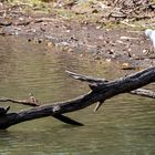 Silberreiher und Sumpfschildkröten