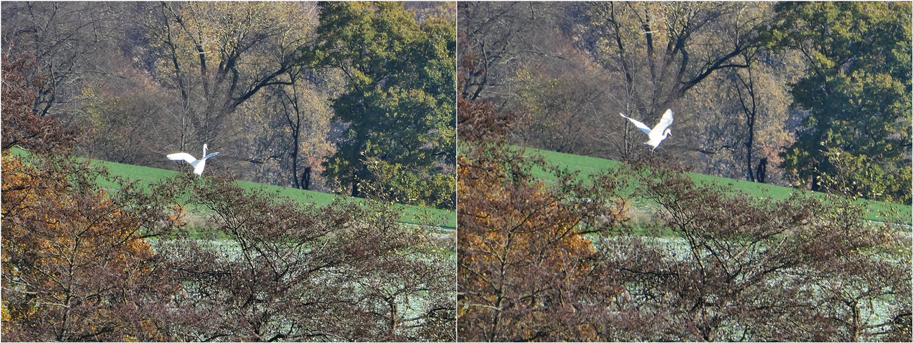 Silberreiher unterwegs