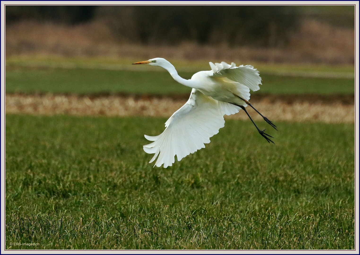 Silberreiher Werd 2018-03-08 054 ©