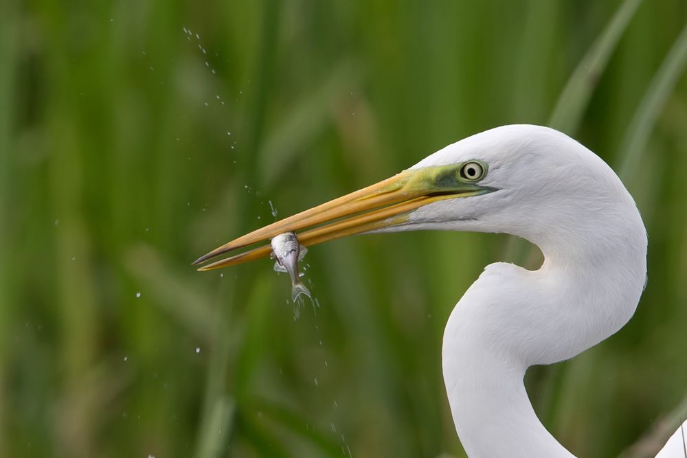 Silberreiher / White egret