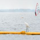 Silberreiher +Windsurfer