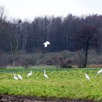 Silberreiher -Wintergäste- -1-