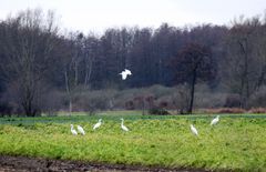 Silberreiher -Wintergäste- -1-