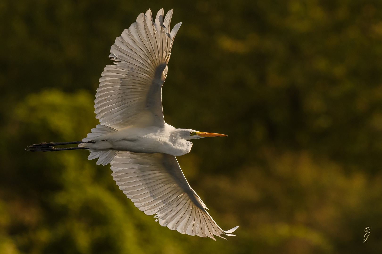 Silberreiher_20-09-2020