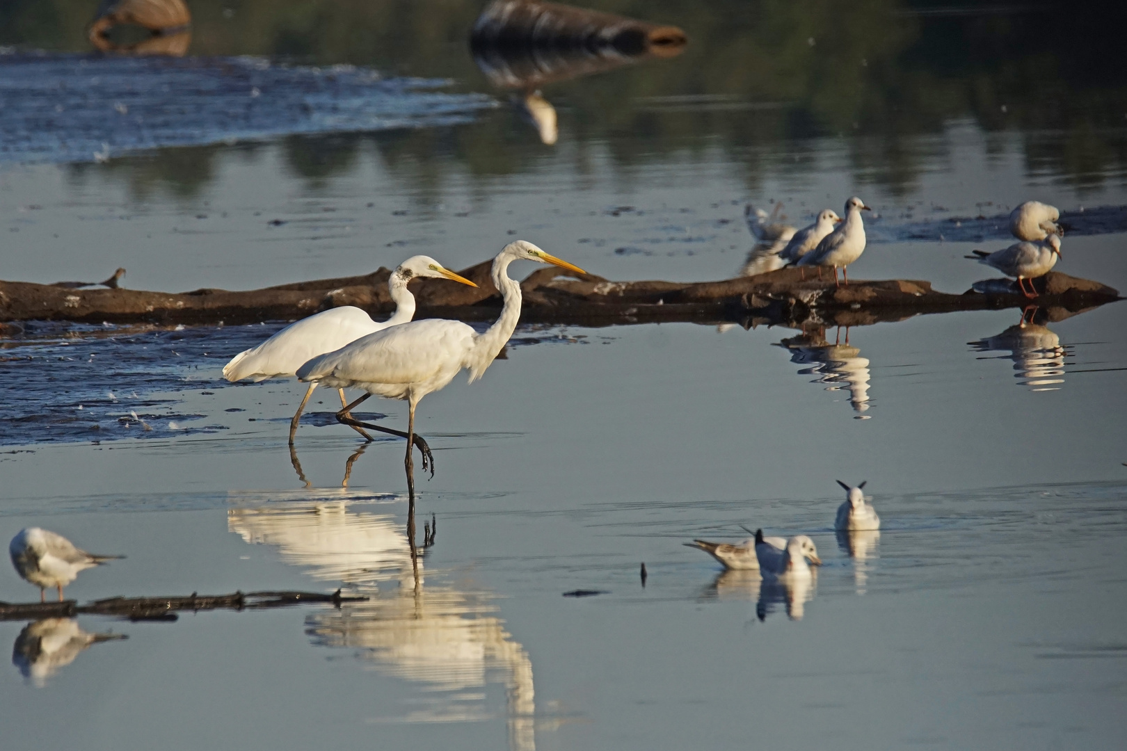 Silberreiher(Ardea alba)