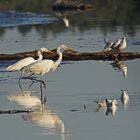 Silberreiher(Ardea alba)