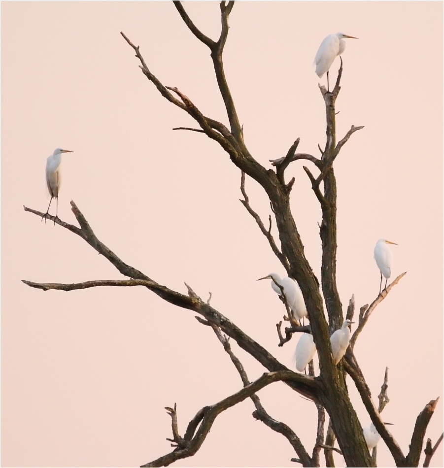 Silberreiherbaum