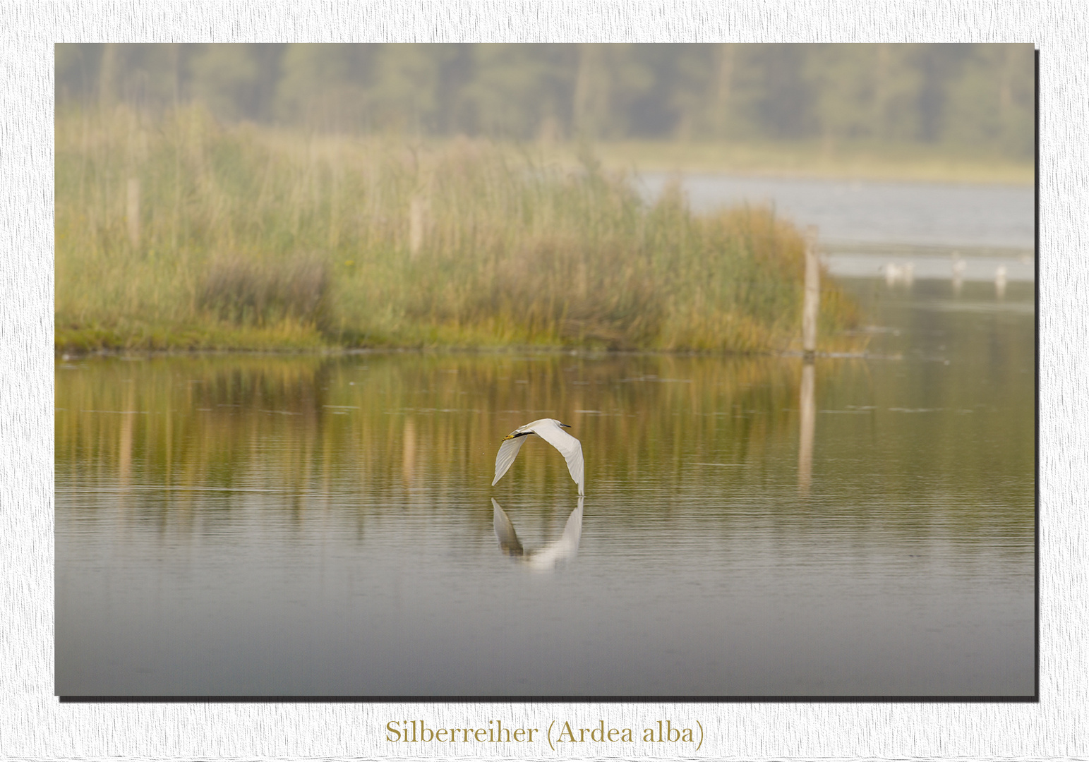 Silberreiher_Brutkleid