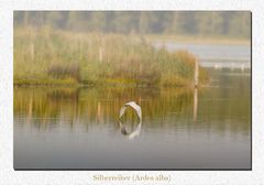 Silberreiher_Brutkleid