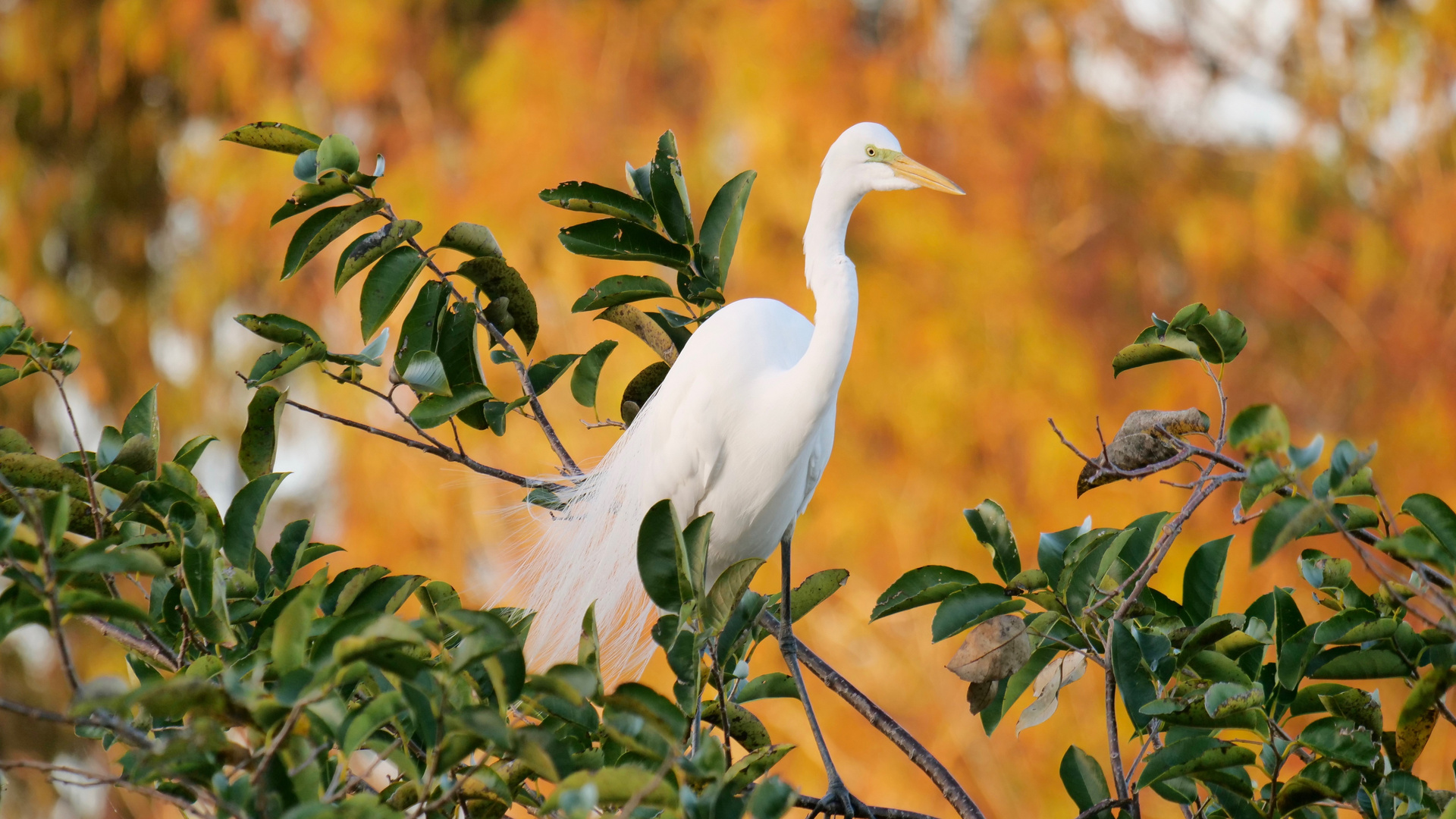 Silberreiher/Great Egret/Ardea alba