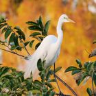 Silberreiher/Great Egret/Ardea alba