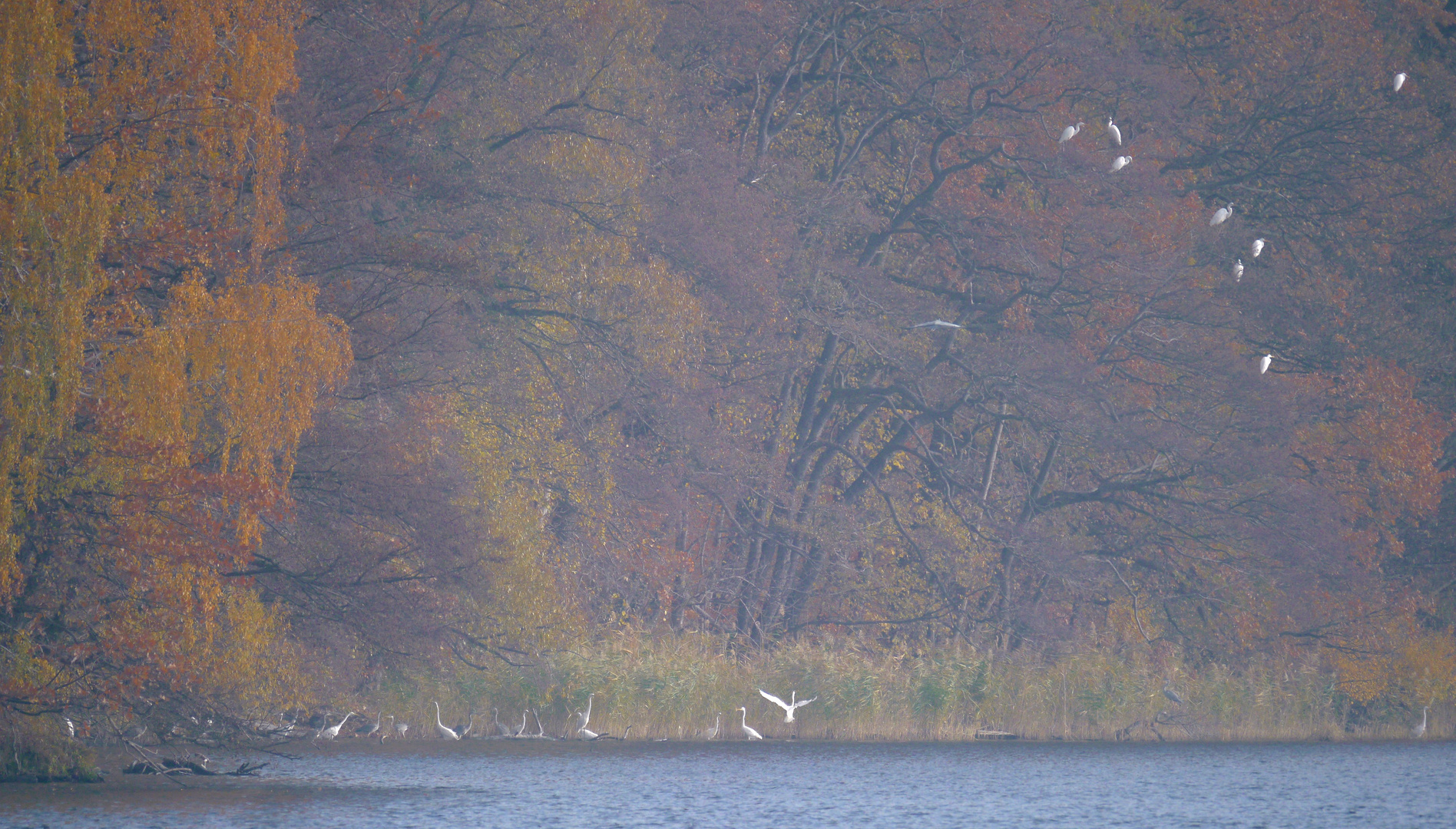 Silberreiherkolonie im Nebel