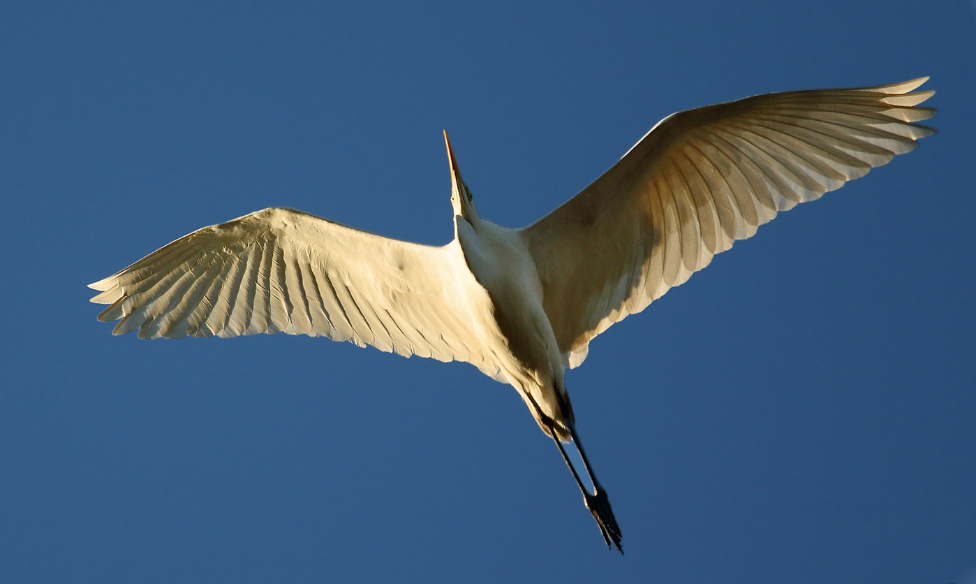 Silberreiher's Überflug